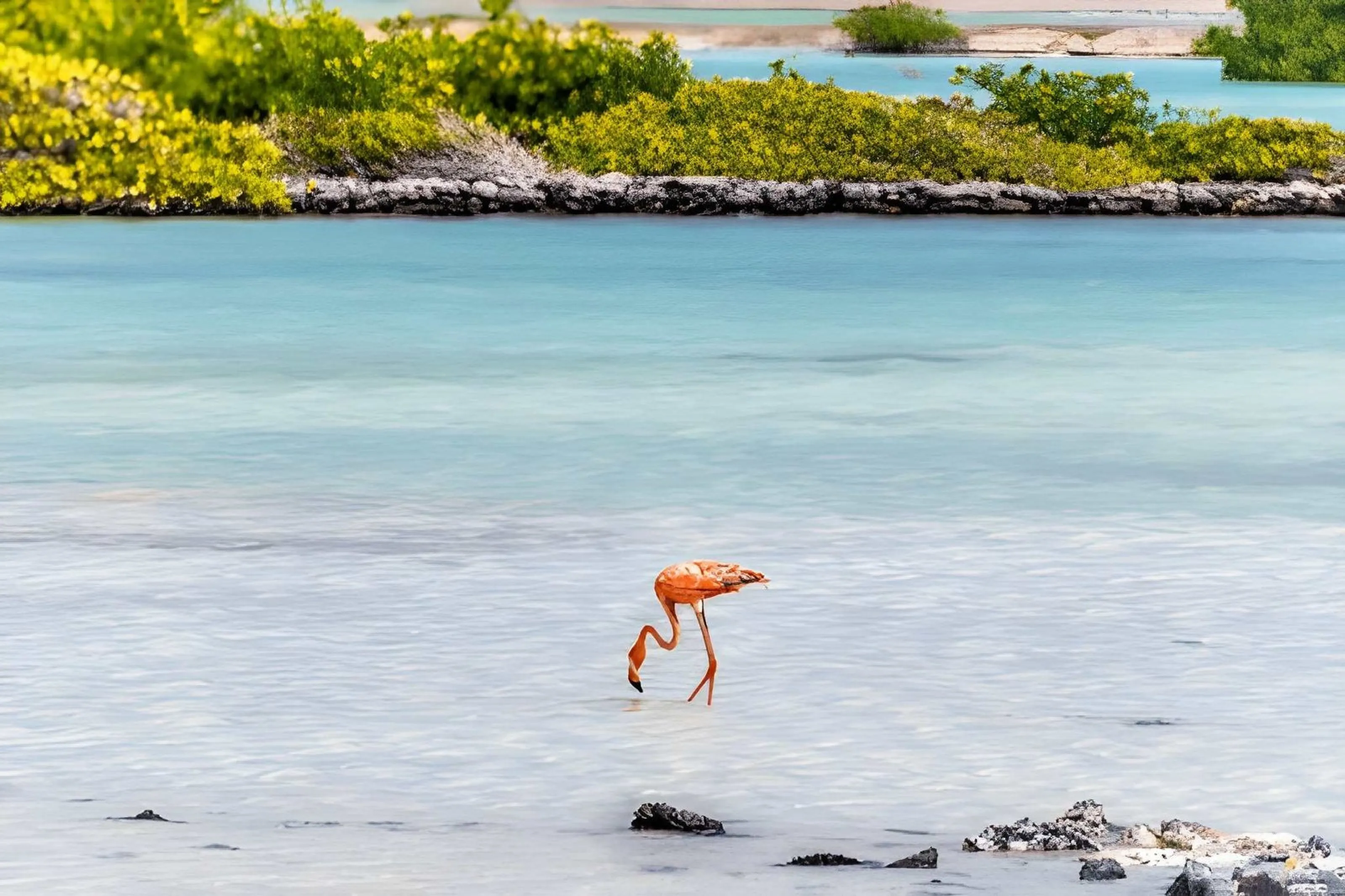Flamingo Beach